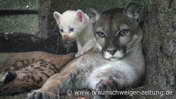 Seltener Albino-Puma in Zoo in Nicaragua geboren