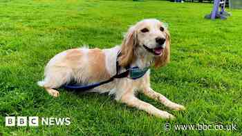 Gilberdyke rescue dog to take centre stage at Crufts 2024
