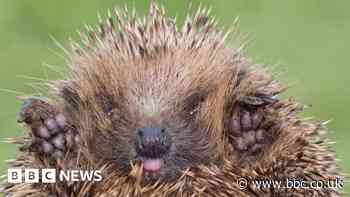 'Do-it-yourself' hedgehog rescuers 'killing with kindness'