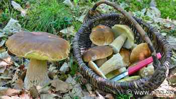 Wieder Zeit der Jäger und Sammler