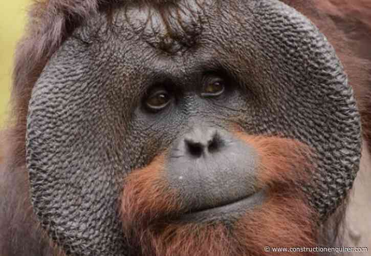 £19m race for Twyford Zoo orangutan hub