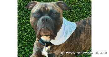 HANNAH PET HOSPITAL LAUNCHES HEARTWARMING "HANNAH BANDANA" CAMPAIGN TO CELEBRATE PETS AND THEIR PET PARENTS