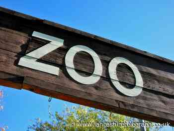 Blackpool Zoo pelican found 73 miles away after escape