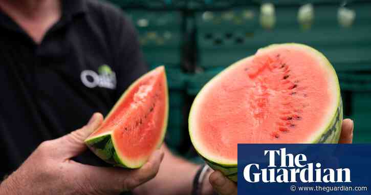 Summer slice: UK gets a taste for homegrown watermelons despite rain