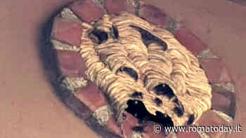 Nido di calabroni nel lucernaio, punto il proprietario di casa. L'esperto: "Attenzione ai bambini"