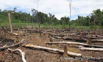 Carbon offsetting 'does little to help the environment': Majority of schemes significantly overestimate the levels of deforestation they're preventing, study finds