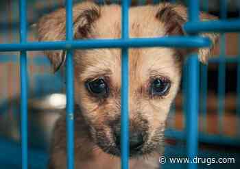 Shelter Dogs Vulnerable to Diseases Spread by Ticks, Mosquitoes