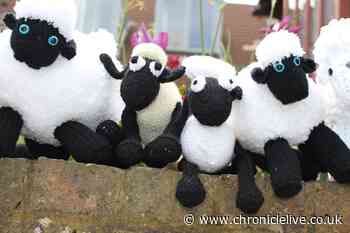 Knitters needed to make Shaun the Sheep characters for St Oswald's Hospice as charity struggles to keep up with demand
