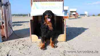 Hundestrand in Norden-Norddeich: Luxus pur