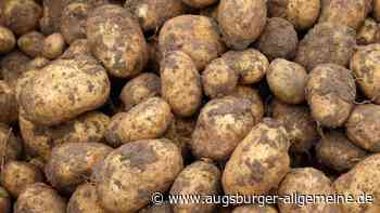 Unbekannte stehlen 100 Kilo Kartoffeln von Feld an der Leipheimer Straße