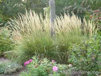 Growing Things: Dead-centre grass and dry Aspen tops