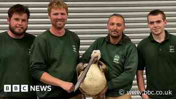 Blackpool Zoo: Missing pelican found 65 miles away