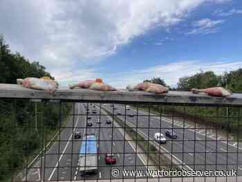 Chicken legs and Jelly Babies on M25 bridge by Kings Langley