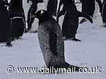 Meet the 'cookies and cream' penguin! Incredibly rare bird almost completely covered in dark feathers is spotted in Antarctica