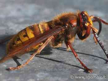 La punge un calabrone nel 2019: entra in coma e muore dopo 4 anni di calvario