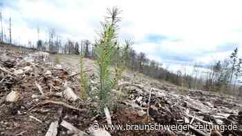 Rettung vom Stadtwald Bad Sachsa: So helfen Gäste vom „Rowi“ mit