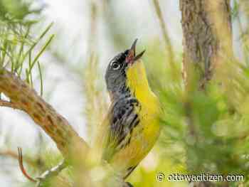 Giving a helping hand to Ontario's rarest bird