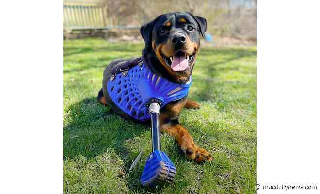 In Apple’s latest iPhone ad, ‘Invincibles,’ dogs get to play again via prosthetics