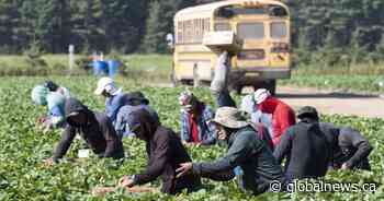 Canada reviewing allegations Ontario farm wrongfully dismissed migrant workers