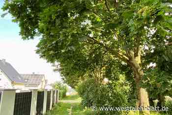 Grünfläche statt befestigter Weg: Rat Borchen macht die Kehrtwende