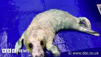 Seal pup rescues mark early start to season