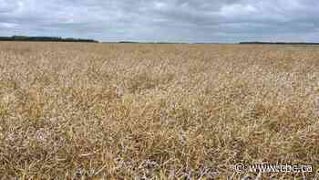 Selkirk-area farmer says entire field wiped out by hailstorm