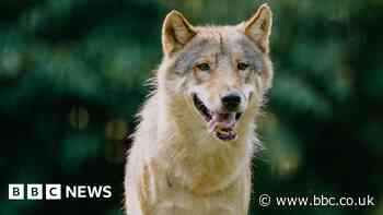 Longleat hopes for 'wolf dynasty' as male arrives