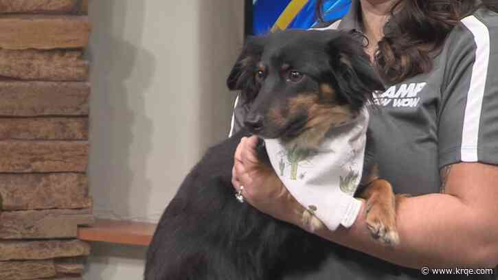 Celebrate National Dog Day at Camp Bow Wow