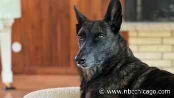 Opinion: Losing a pet is painful, but not experiencing their love is worse