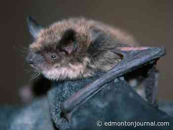 City undertakes new bat monitoring program as part of conservation efforts