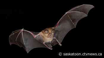 Rabid bat confirmed in Saskatoon neighbourhood