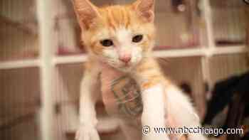 1 week left to find a fur-ever pet in Clear the Shelters. Find a shelter near you