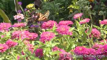 Late-summer gardening tips