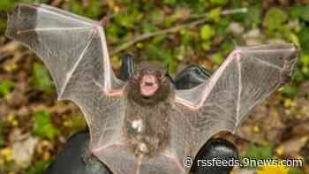 Rabid bat found in Arapahoe County