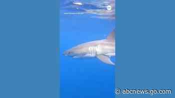 WATCH:  Family films encounter with great white shark