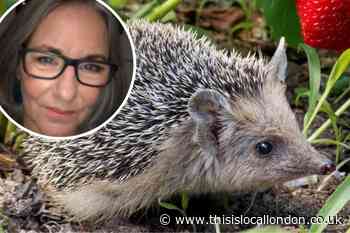 The fight to save Hampstead Heath's hedgehogs from extiction