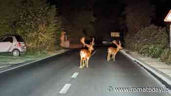 Due daini in strada a Roma Nord