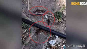 Topi vista Colosseo: pronta la derattizzazione