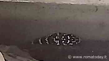 Un serpente al San Camillo: paura in ospedale