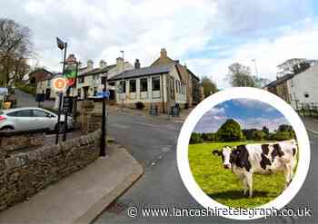 Warning as cows spotted roaming carriageway in Belmont