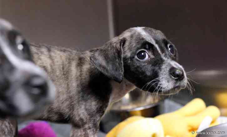 LIVE STREAM: 2023 Clear the Shelters event today