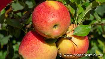 Woran Sie erkennen, dass Ihre Äpfel wirklich reif sind – ohne davon zu probieren