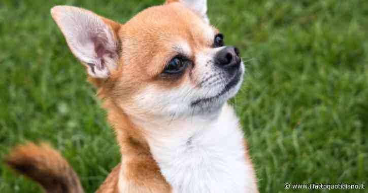 Giornata mondiale del cane, quasi 7 milioni di italiani sono partiti in vacanza con il proprio animale