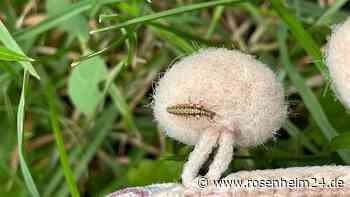 Rätselhaftes Insekt bei Rosenheim gesichtet: Wer kann es identifizieren?