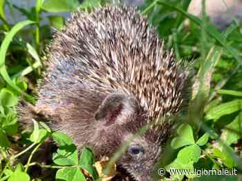 Choc a Bolzano, la violenza dei bambini sul riccio: "Usato come un pallone"