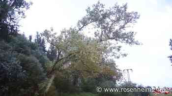 Unwetter reißt Baum bei Niederbergkirchen um - Haushalte zeitweise ohne Strom