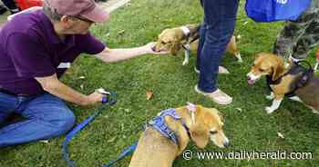 Rescued beagles reunite, one year later