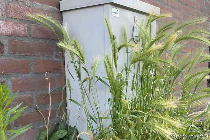 Duizenden honden lopen verwondingen op door grasaren, oproep voor aanpassing maaibeleid bij gemeenten