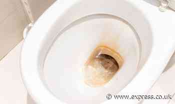 Cleaning fan ‘swears by’ £1 item to remove ‘revolting’ toilet limescale better than bleach