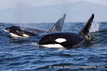 Memes About Animal Resistance are Everywhere — Here’s Why you Shouldn’t Laugh off Rebellious Orcas and Sea Otters too Quickly